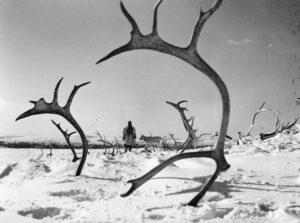 The White Reindeer (1952)